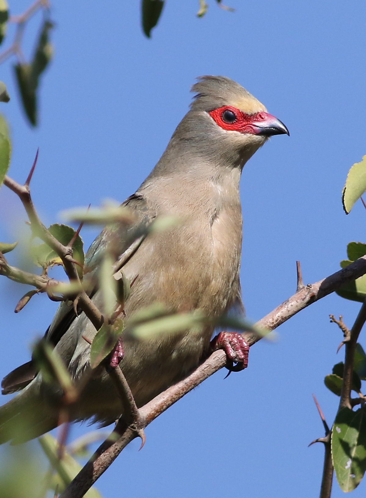 Птица мышь. Синешапочная птица-мышь. Red-faced Mousebird. Краснолицая франкалино. Птицы-мыши (род).