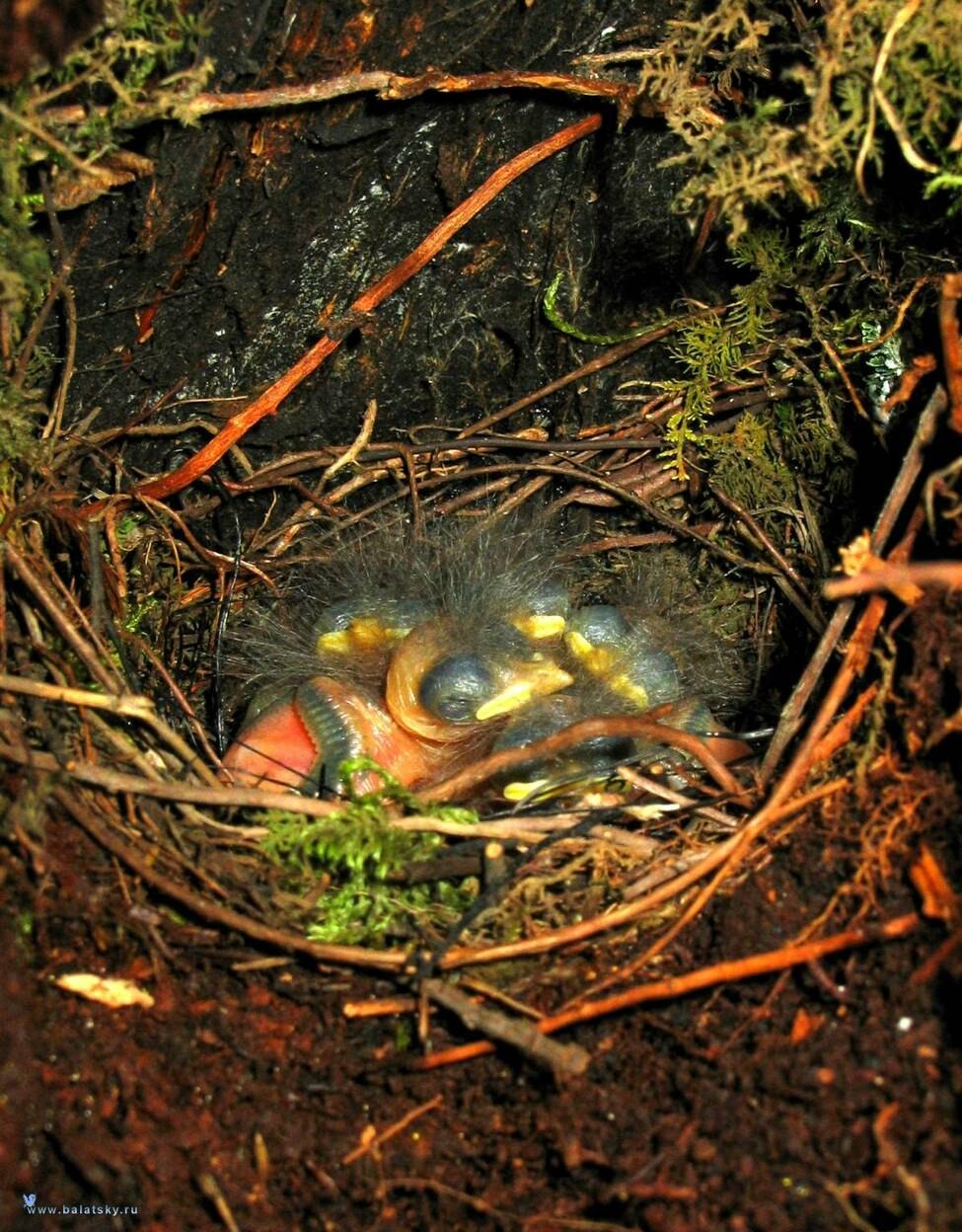 Бледноногая пеночка (Phylloscopus tenellipes)