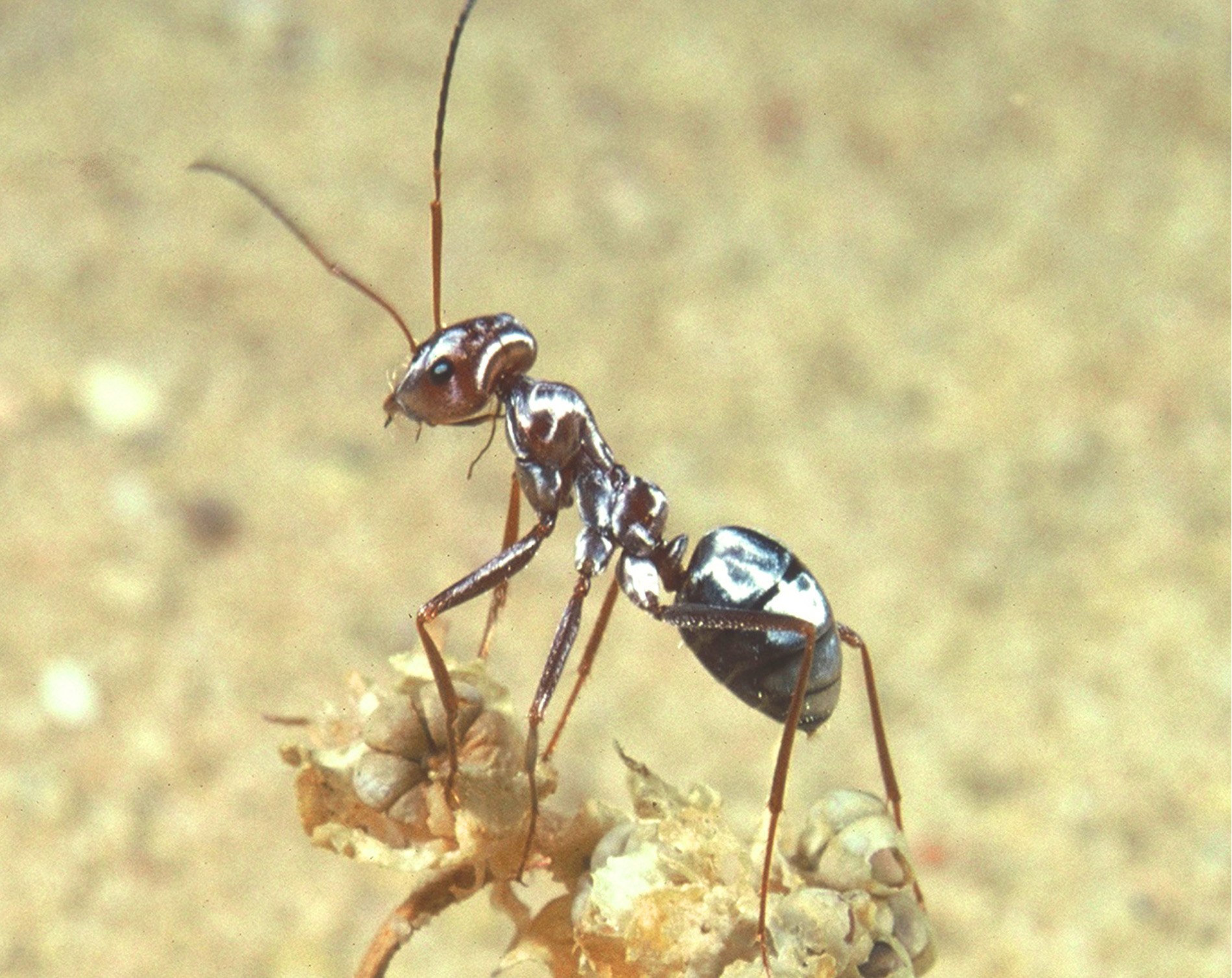 В африке водятся муравьи которые устраивают. Сахарский серебряный муравей. Cataglyphis bombycina. Катаглифис муравьи Cataglyphis bombycina. Сахарском Серебряном муравье (Cataglyphis bombycina)..