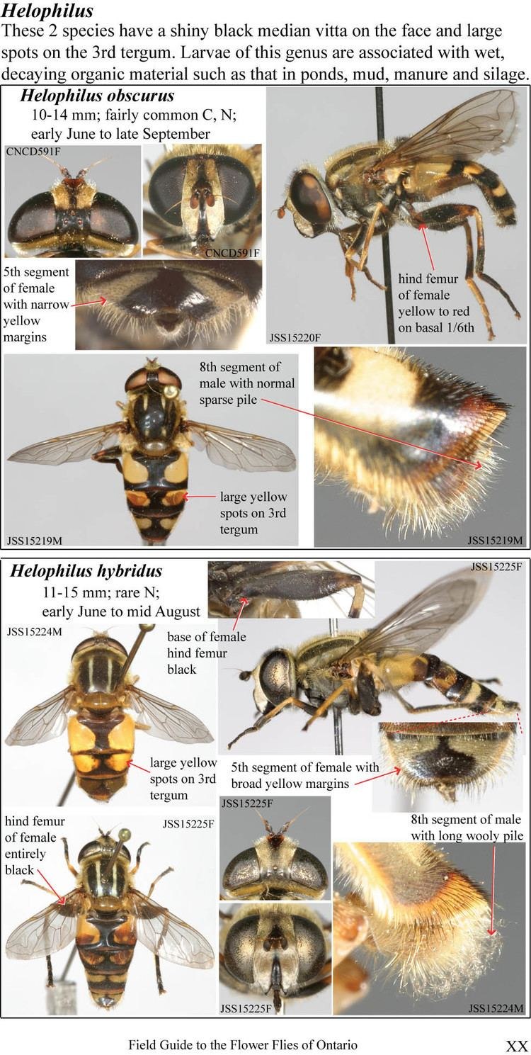 Cryptonatica affinis