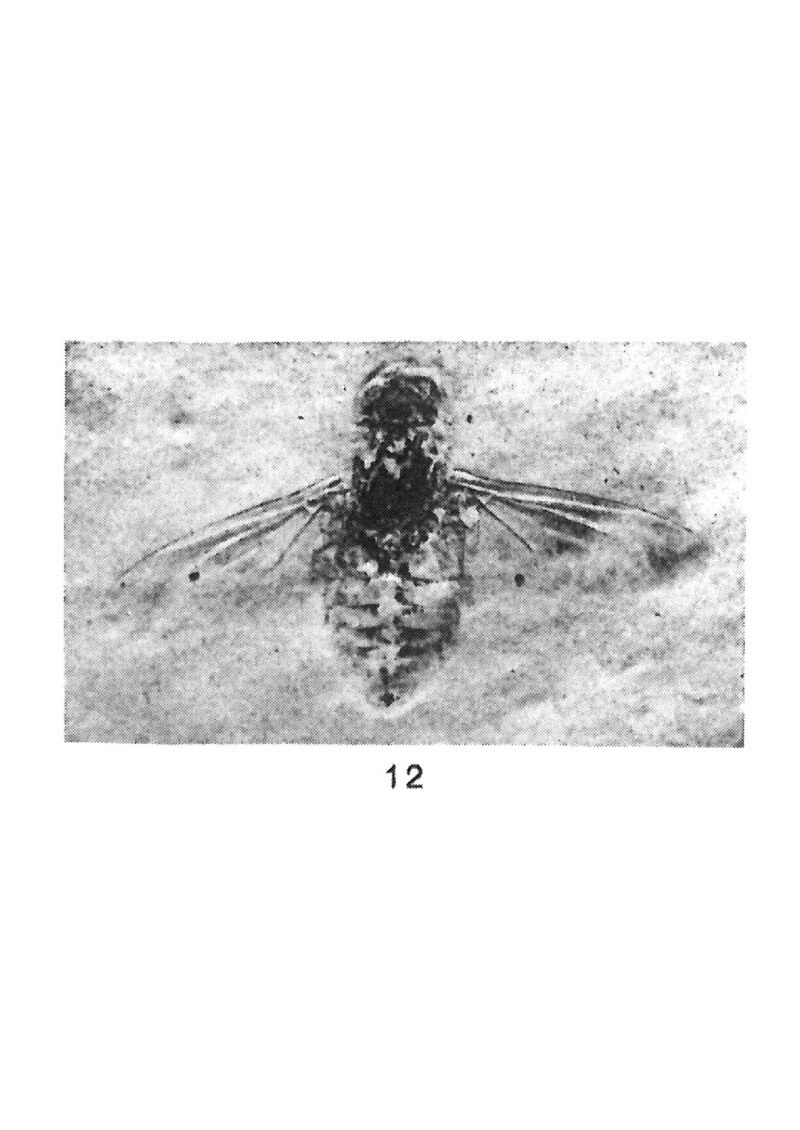 Helophilus ильницы