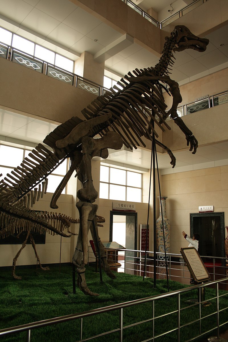Shantungosaurus giganteus