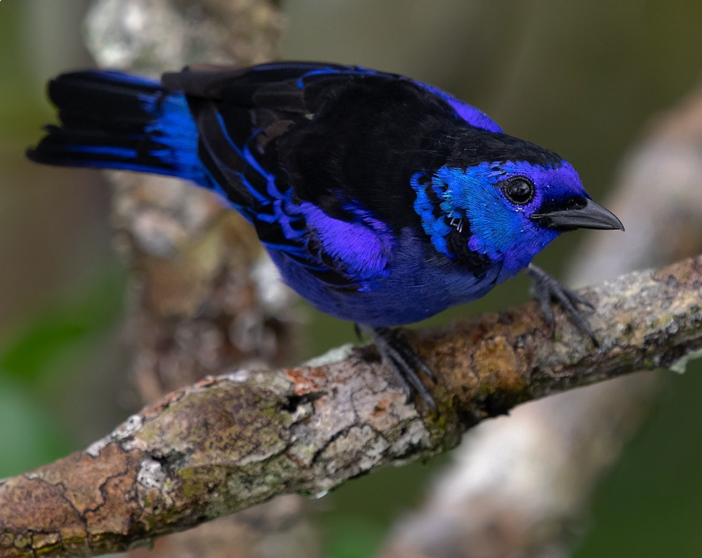 Tangara Velia