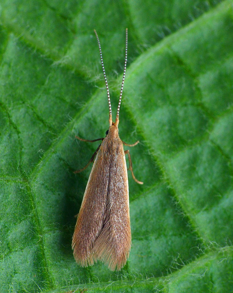 Coleophora Hemerobiola fil
