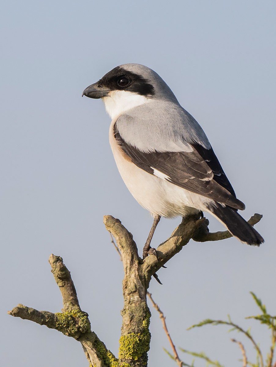 Тибетский сорокопут