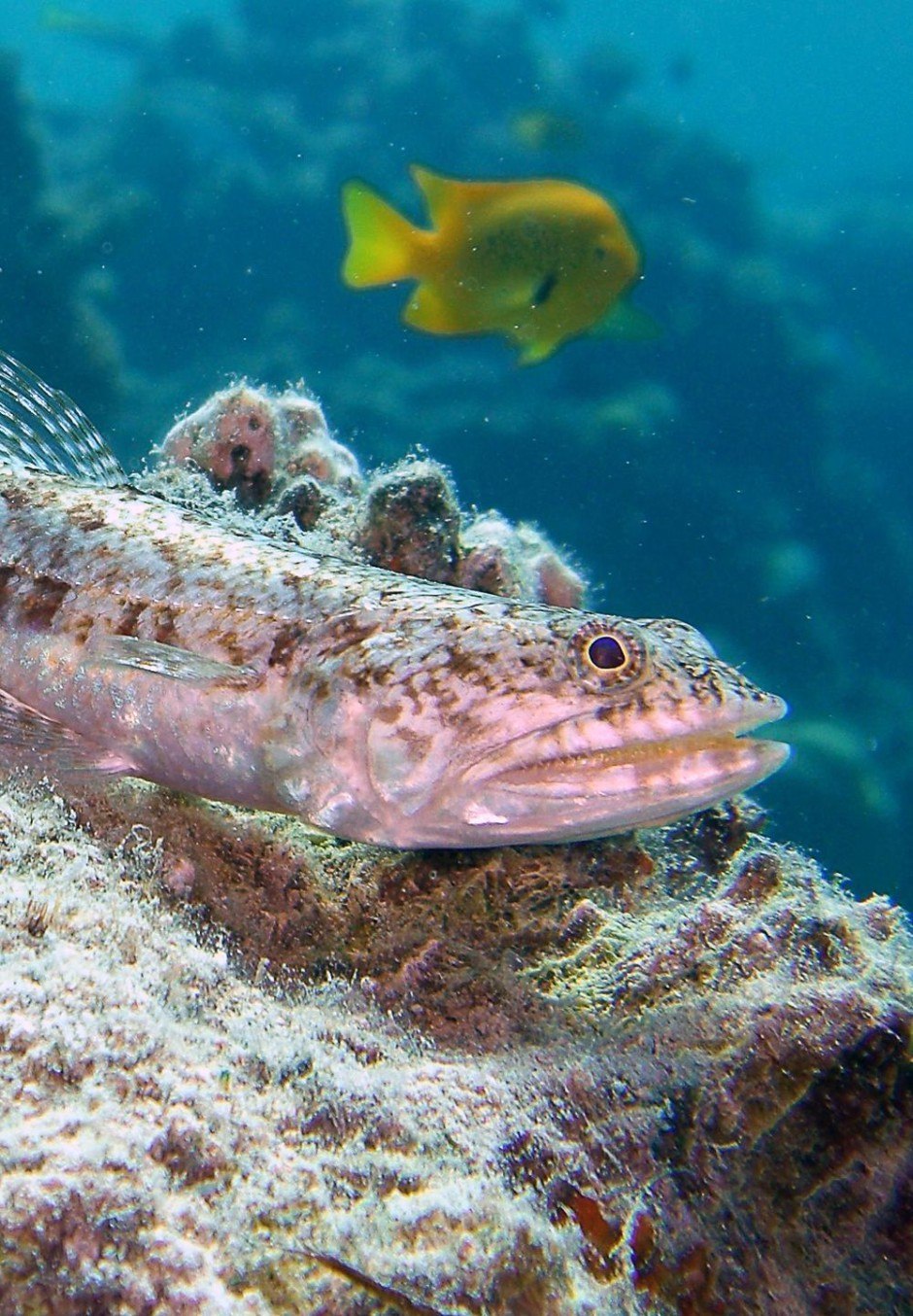 Рыба Баярд красное море
