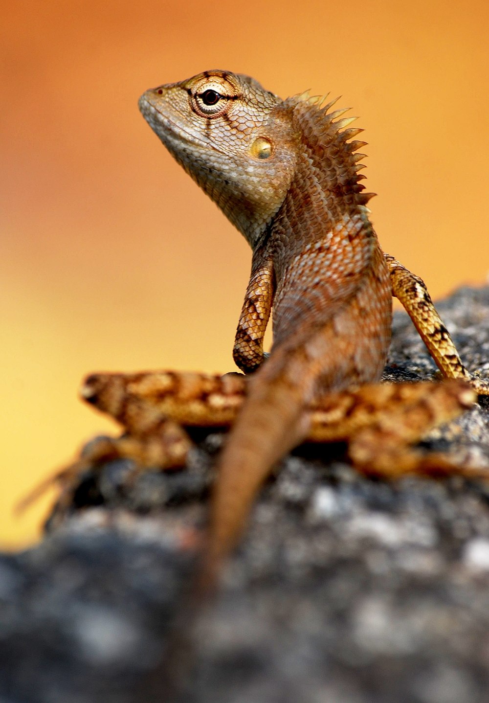 Калот Усатый (calotes mystaceus)