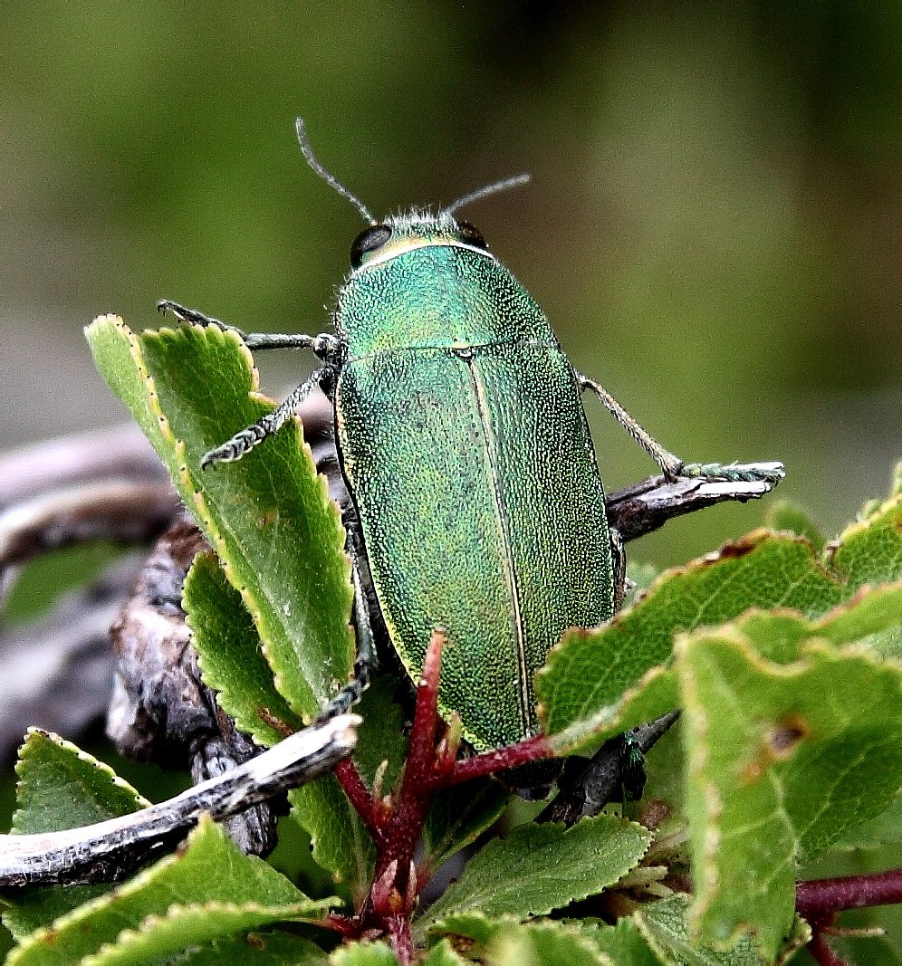 Pelidnota chlorana