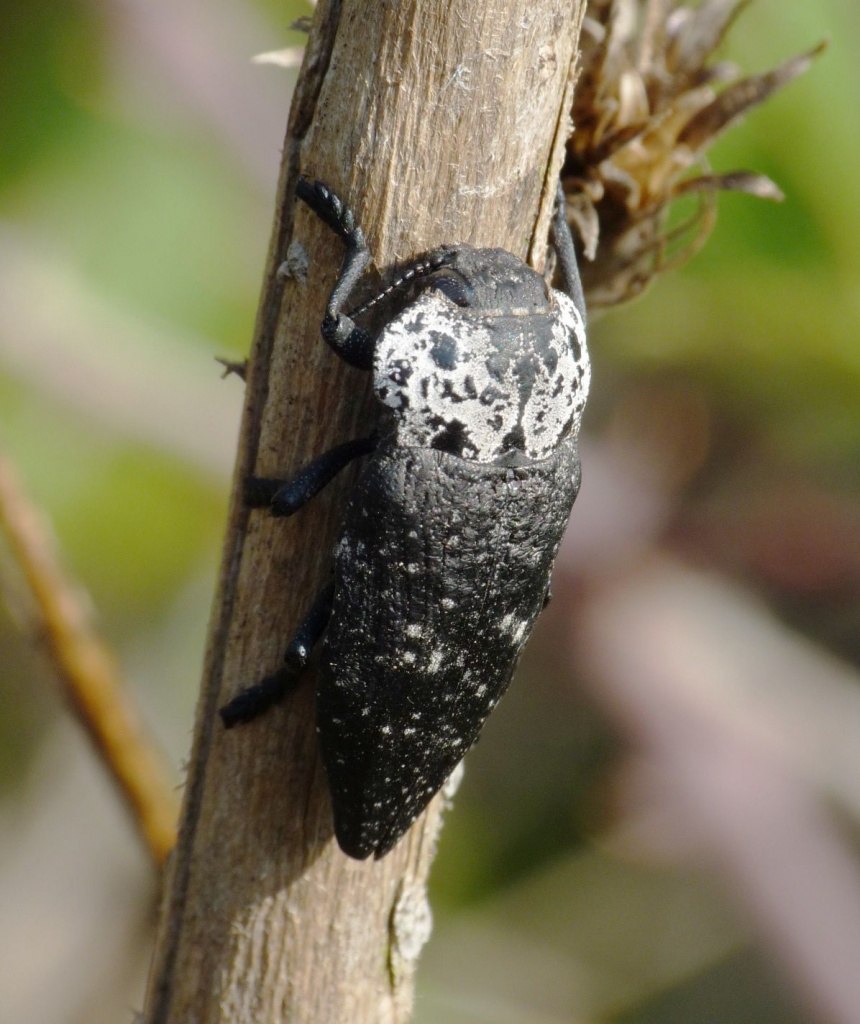 Capnodis tenebrionis - Златка чёрная