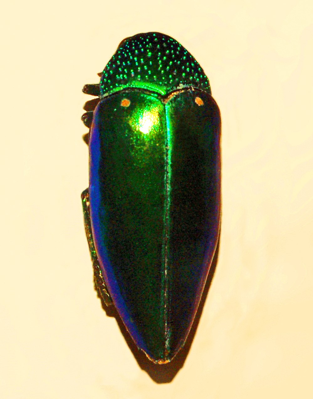 Sternocera aequisignata Жук