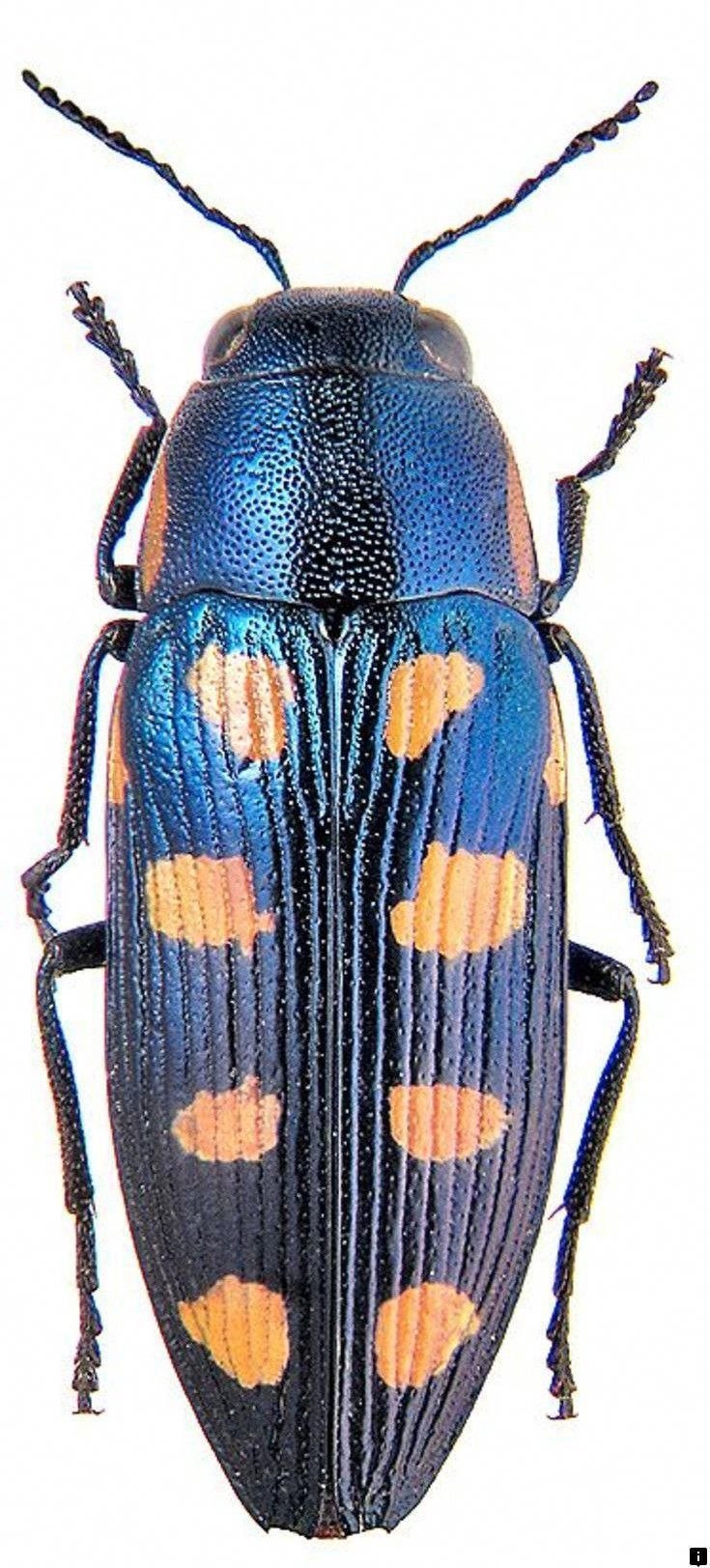 Buprestis octoguttata