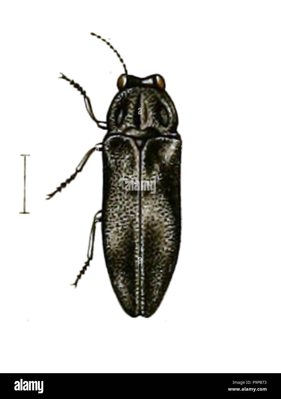 D. nodosus