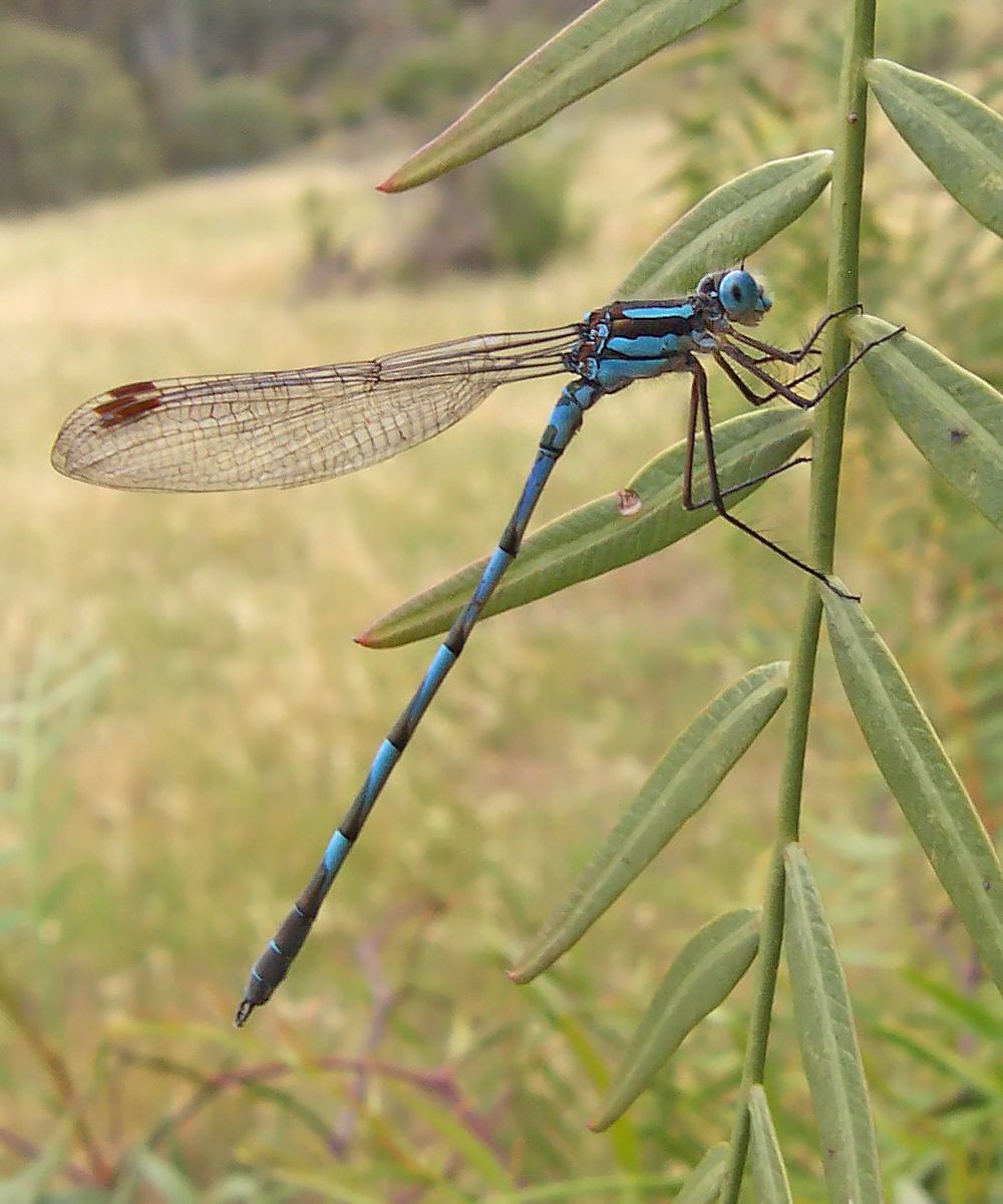 Anisozygoptera Стрекоза