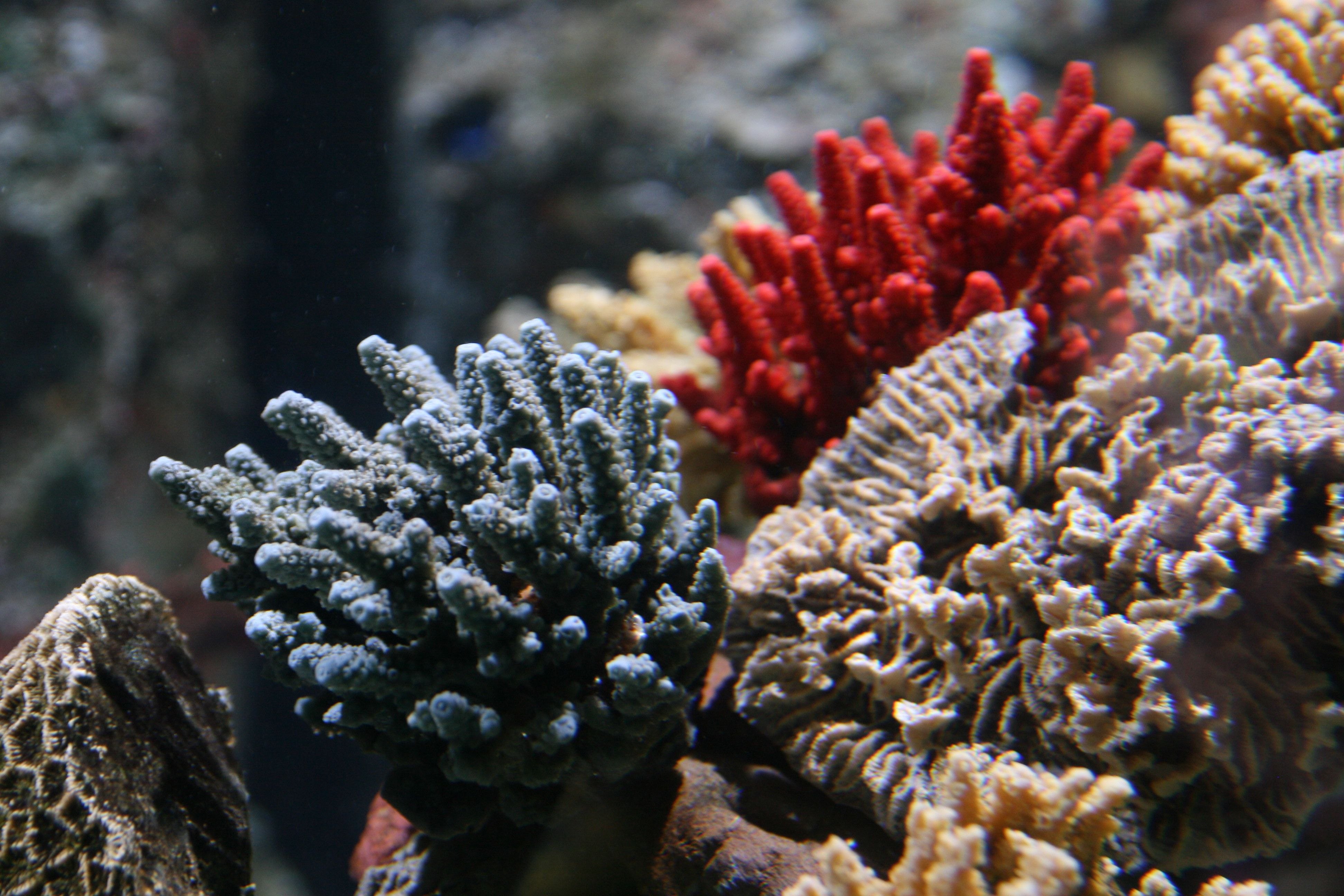 Coral life. Коралловые полипы Кишечнополостные. Черный коралл Кишечнополостные. Коралловые полипы Ордовик. Коралловые полипы (Anthozoa).