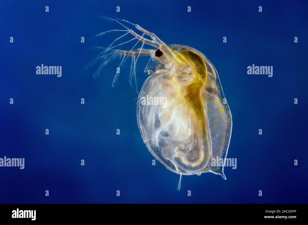 Зоопланктон пресных водоемов