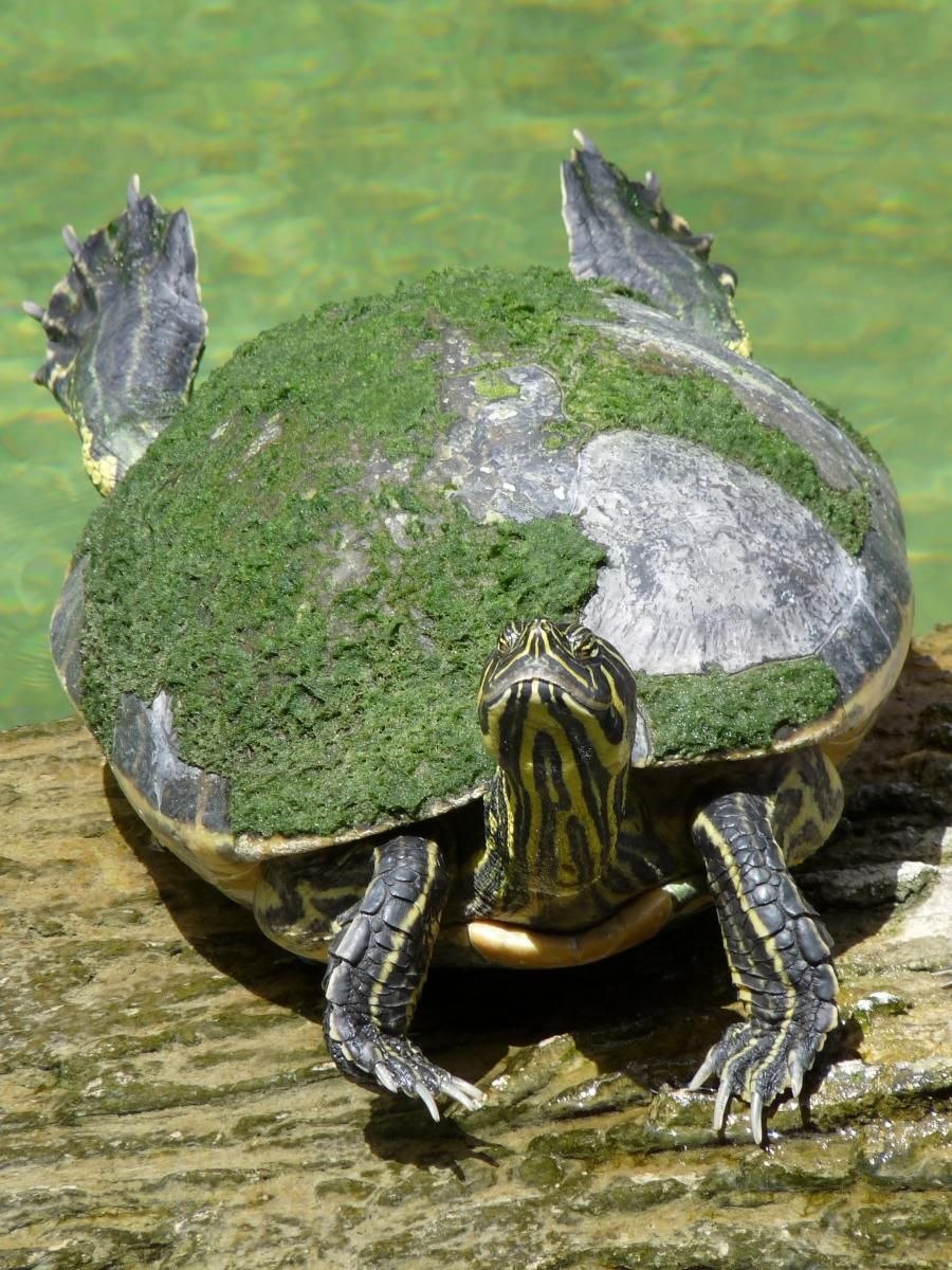 Морская черепаха красноухая