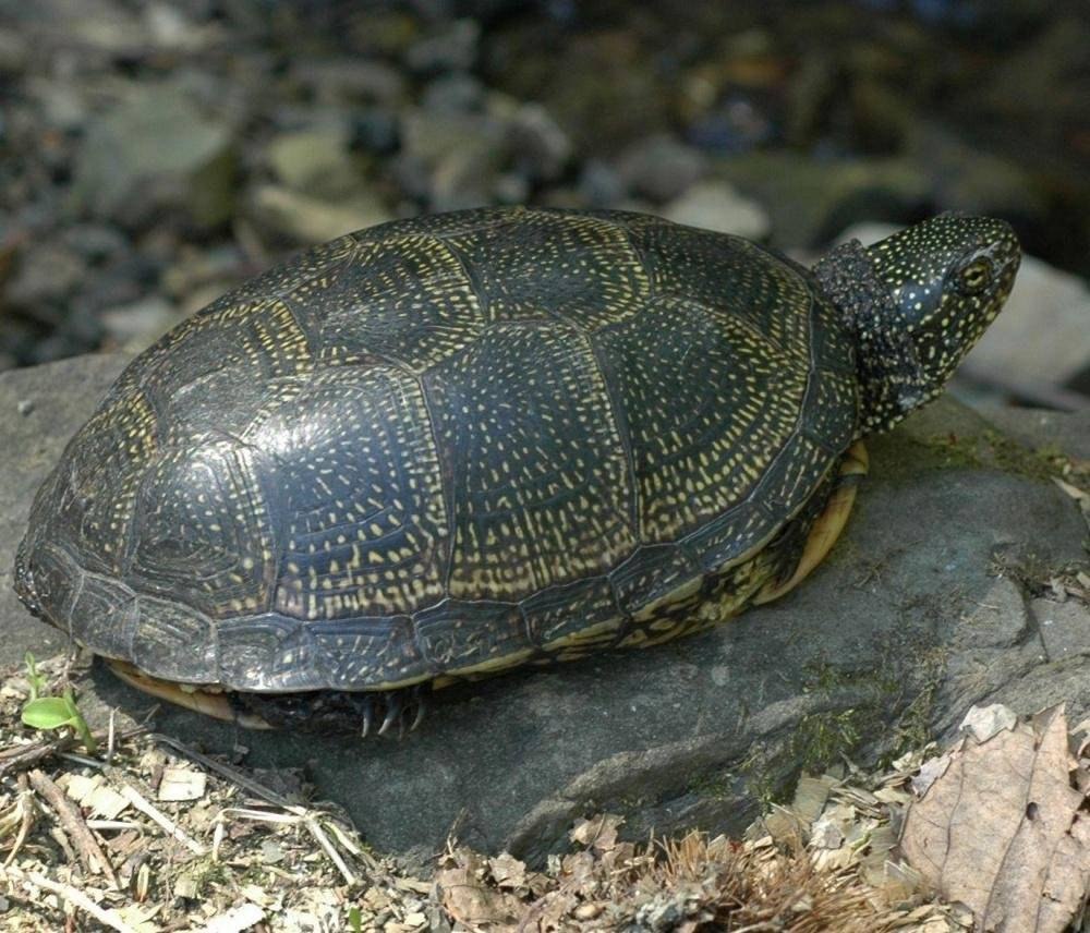 Колхидская Болотная черепаха