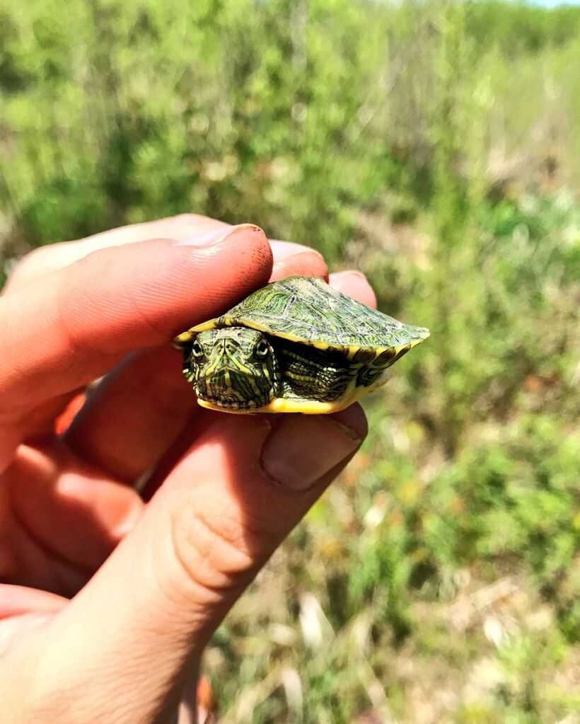 Американская красноухая черепаха