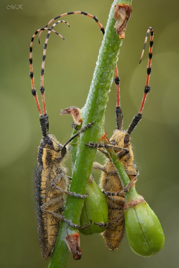 Agapanthia pustulifera
