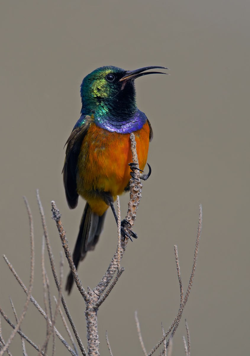 Anthobaphes violacea