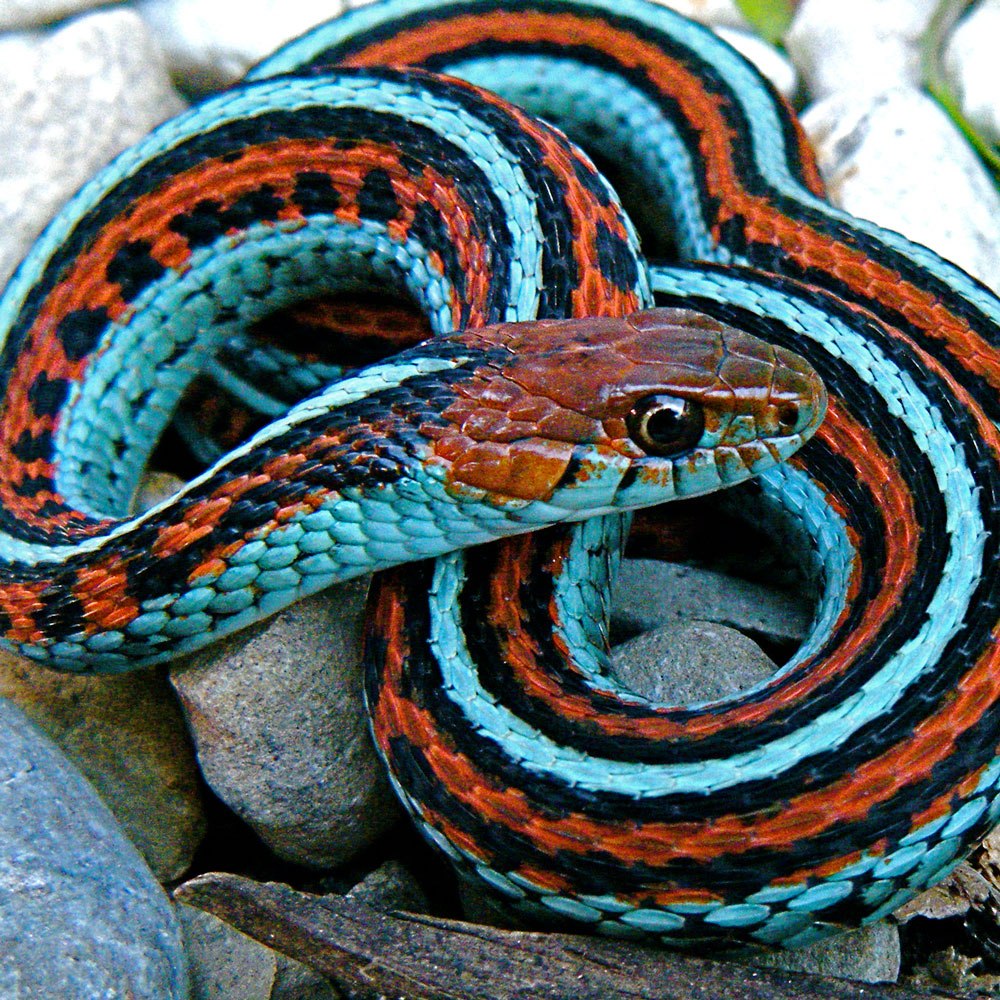Змея Blue Racer