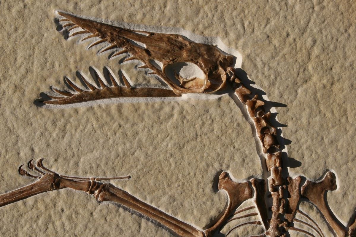 Ископаемый ящер. Rhamphorhynchus Muensteri. Рамфоринх динозавр. Рамфоринх скелет. Кости динозавров Рамфоринх.