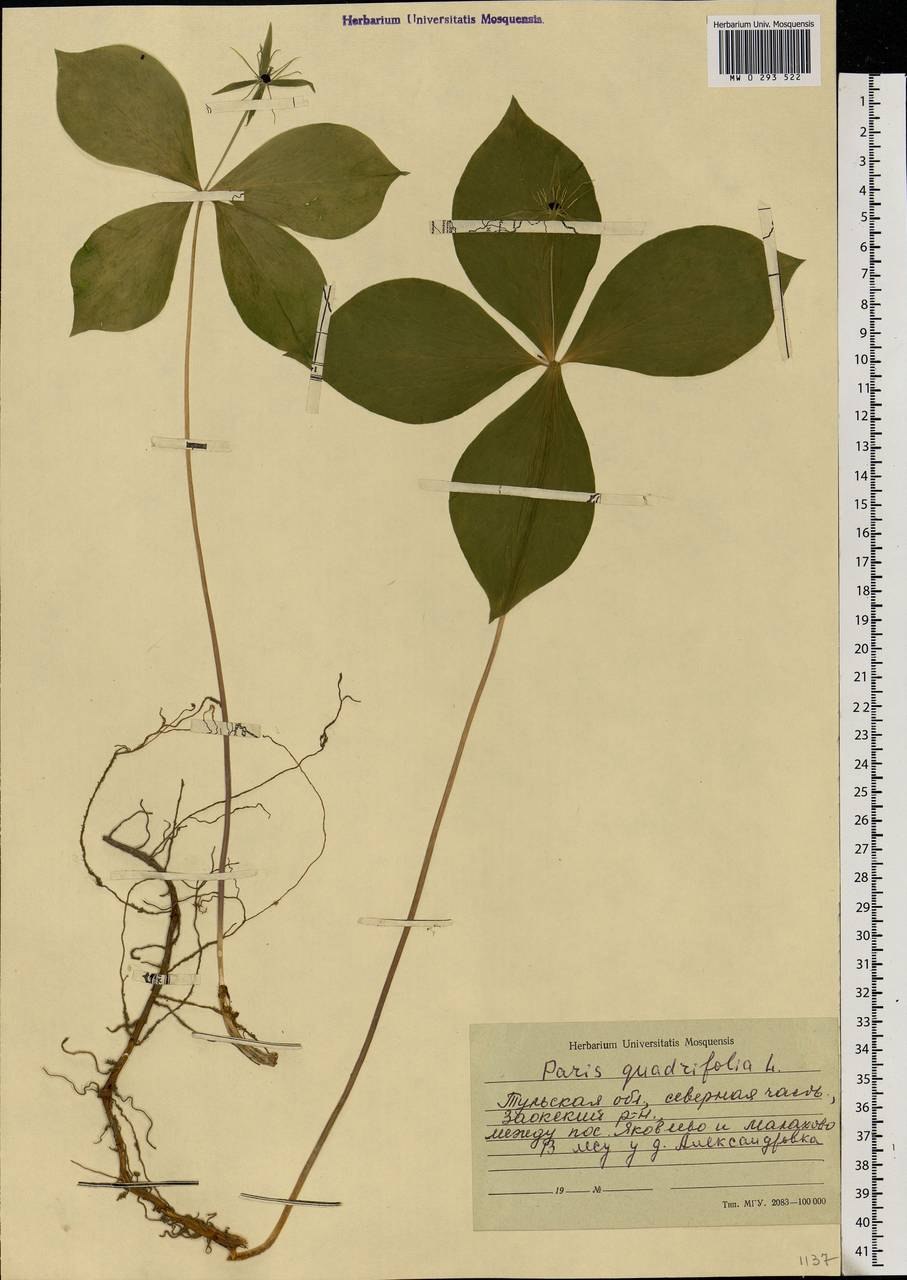 Paris quadrifolia l. рисунок