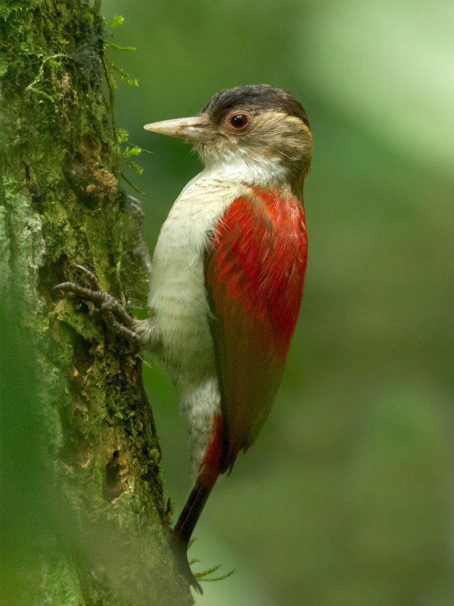 Венилиорнисы птицы