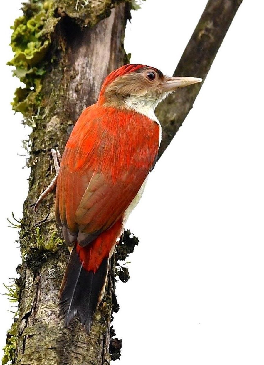 Veniliornis sanguineus