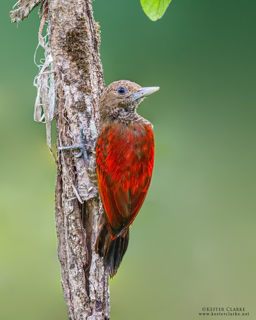 Veniliornis sanguineus