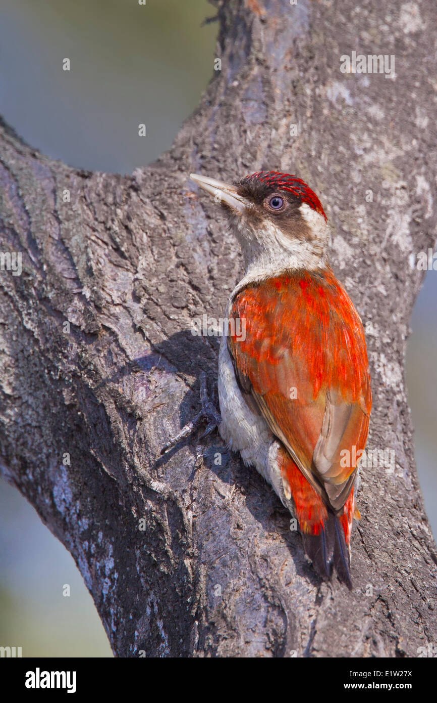 Veniliornis sanguineus