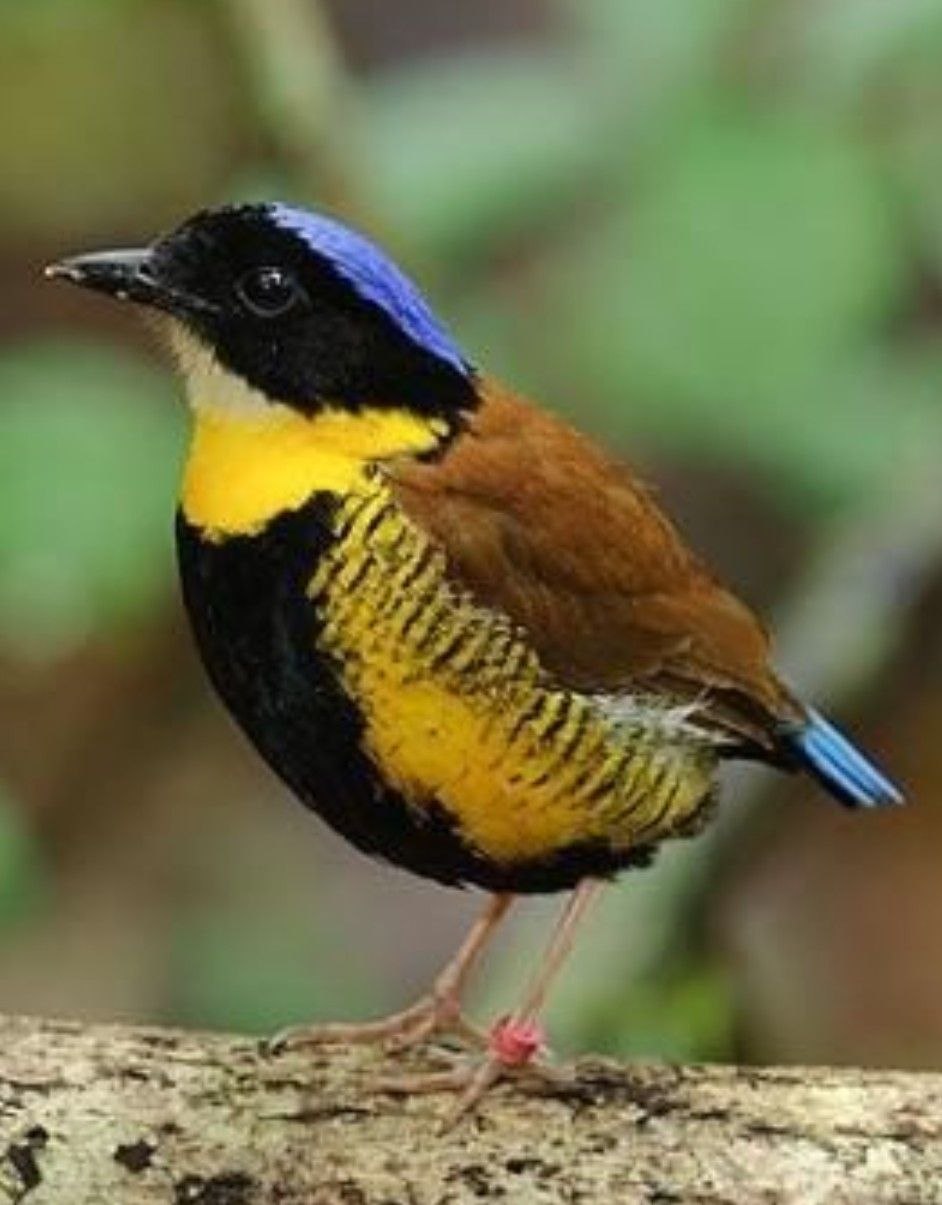 Питта Гёрни