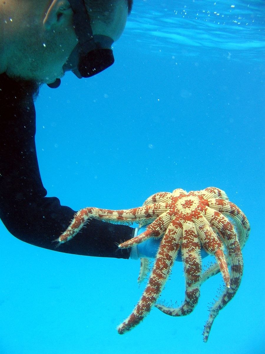 Морская звезда Luidia maculata