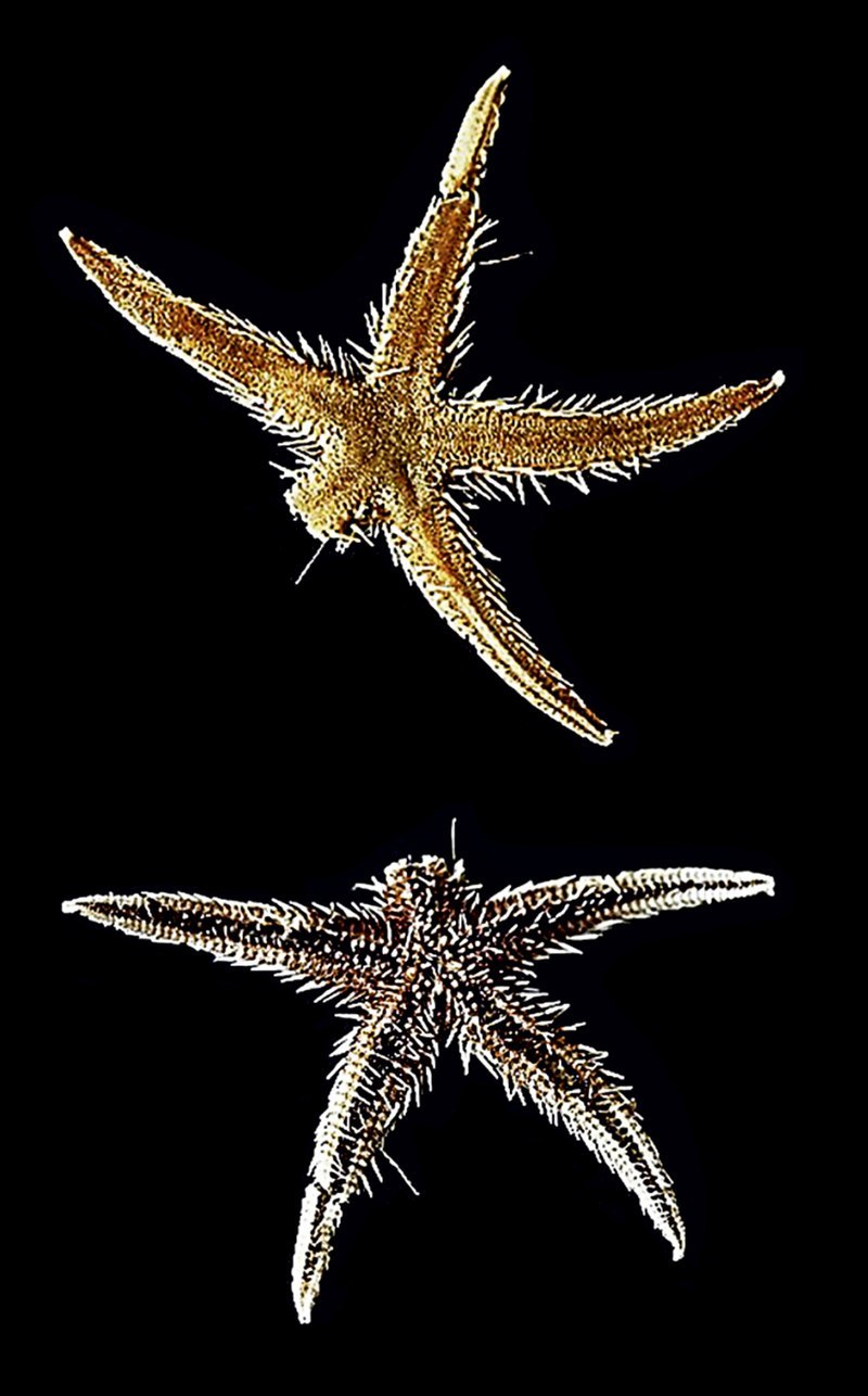 Морская звезда Luidia maculata
