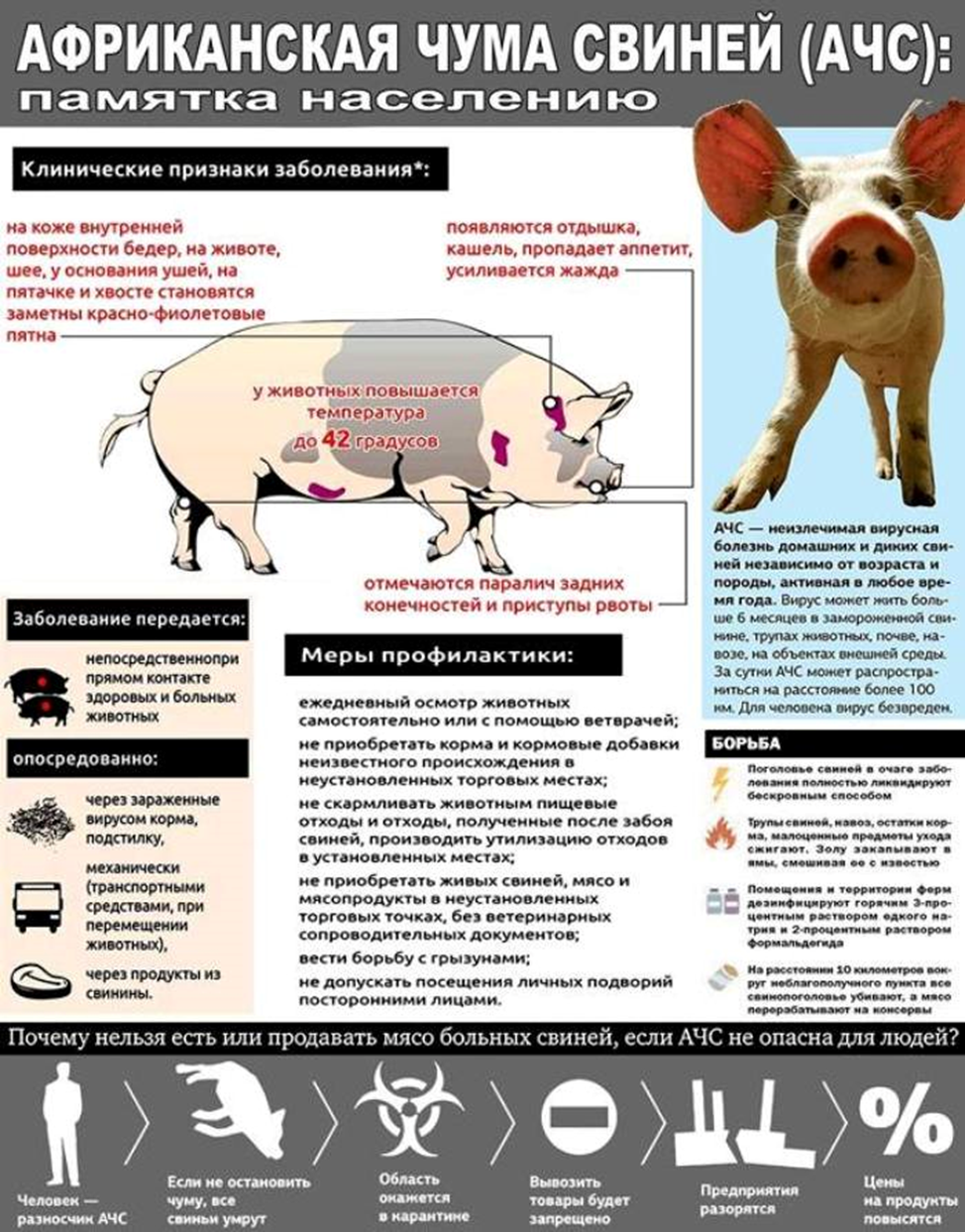 АЧС свиней клиническое проявление