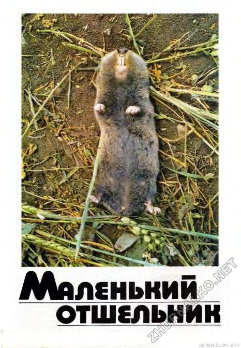 Обыкновенный слепыш