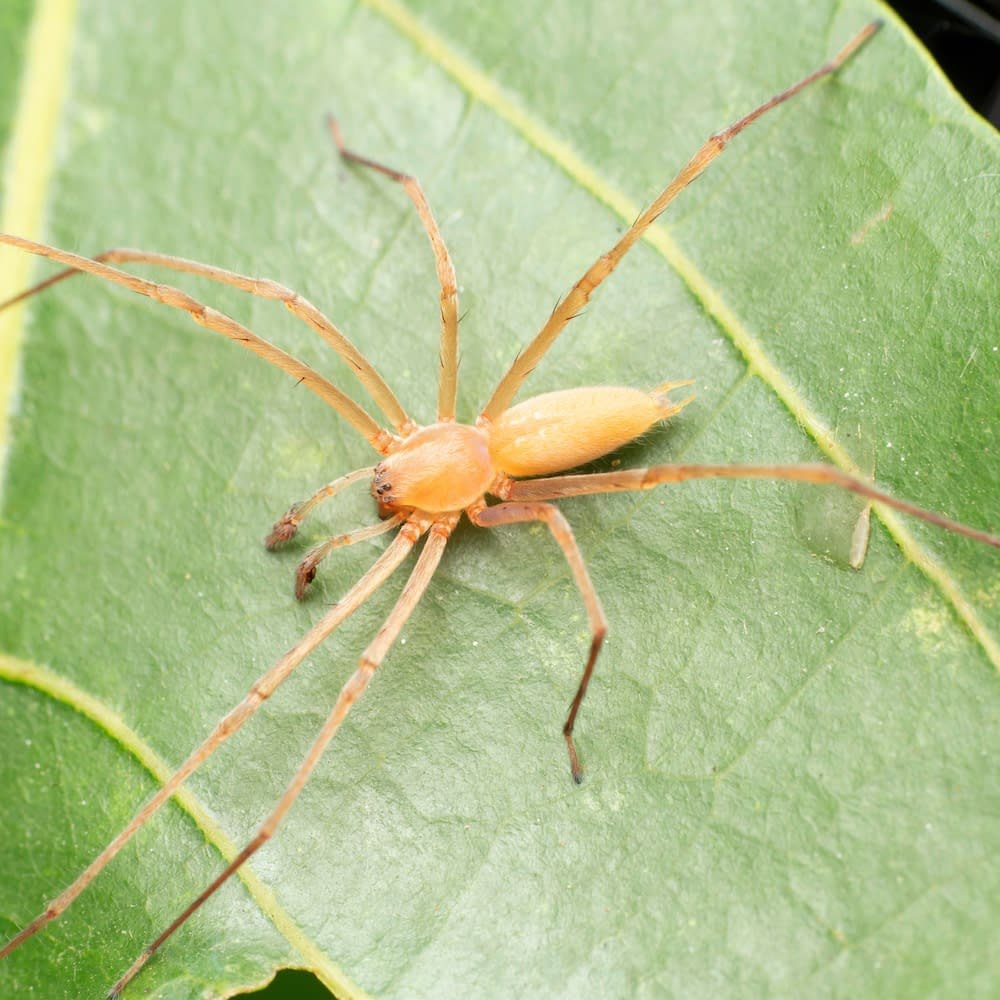 Tetragnatha pinicola