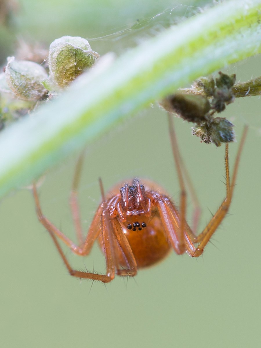 Helophora insignis