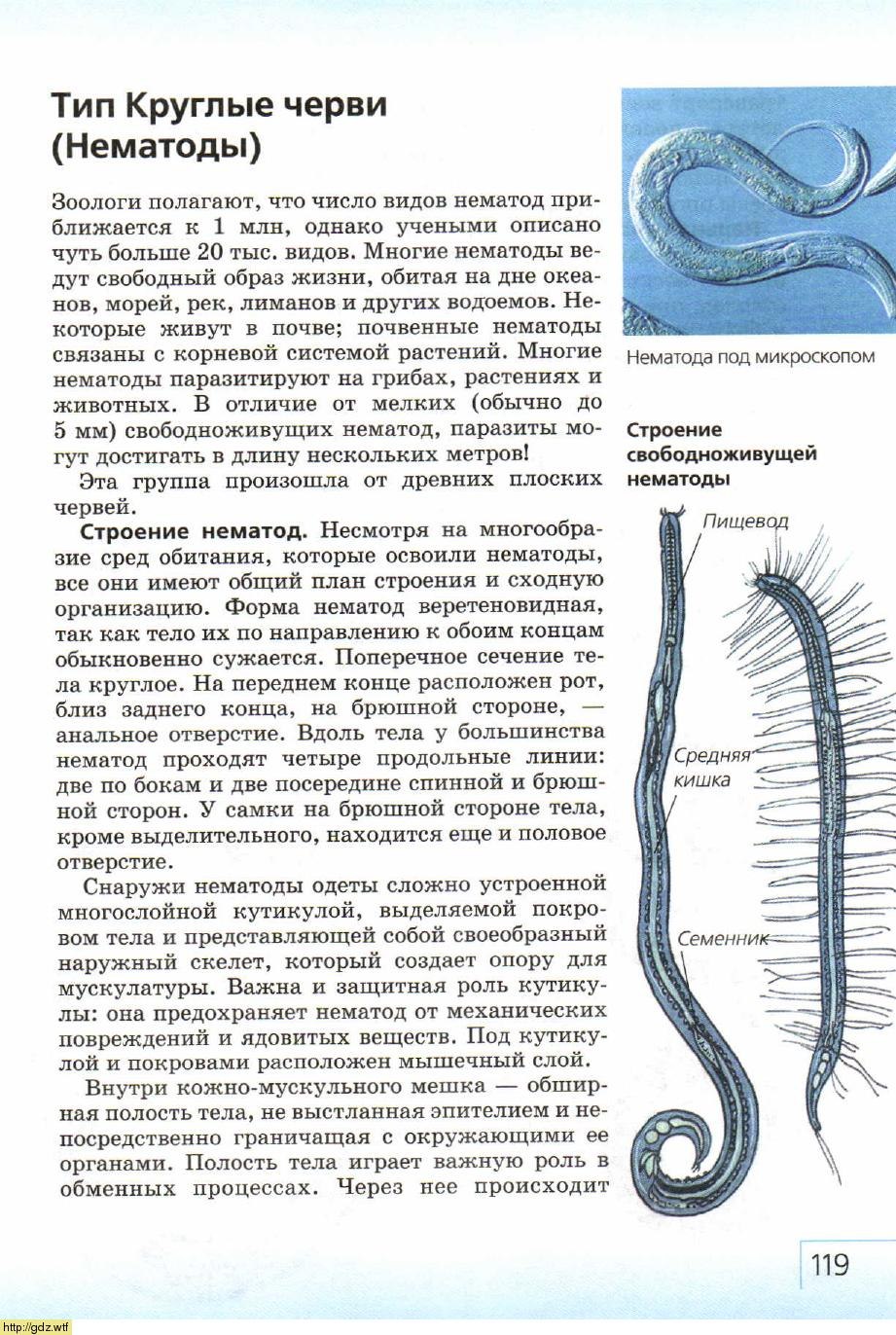 Усложнение червей. Тип круглые черви нематоды 7 класс. Круглые черви строение 7 класс биология. Тип круглые черви класс нематоды 7 класс. Круглые черви нематоды половая система.