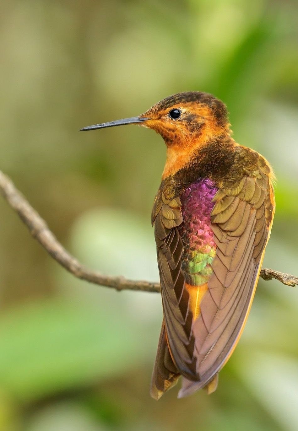 Purple-backed Sunbeam