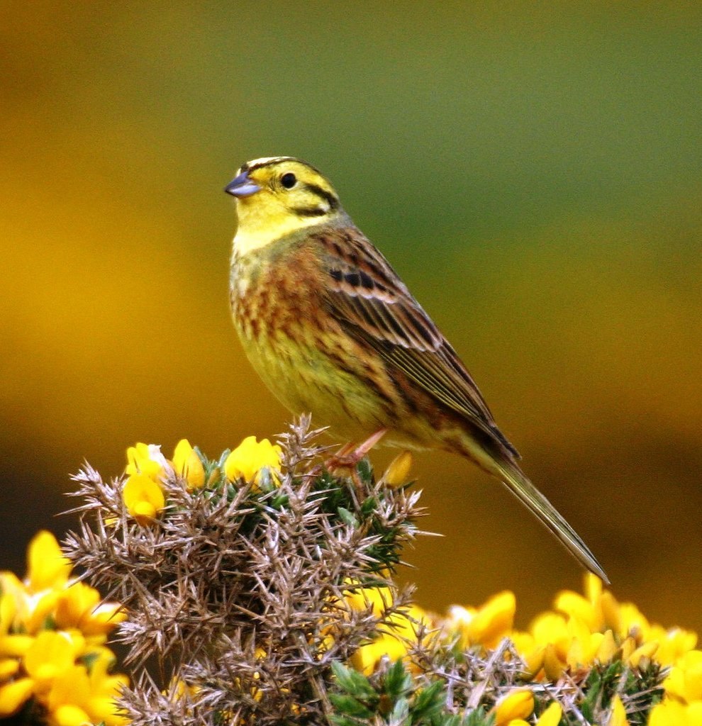 Emberiza citrinella