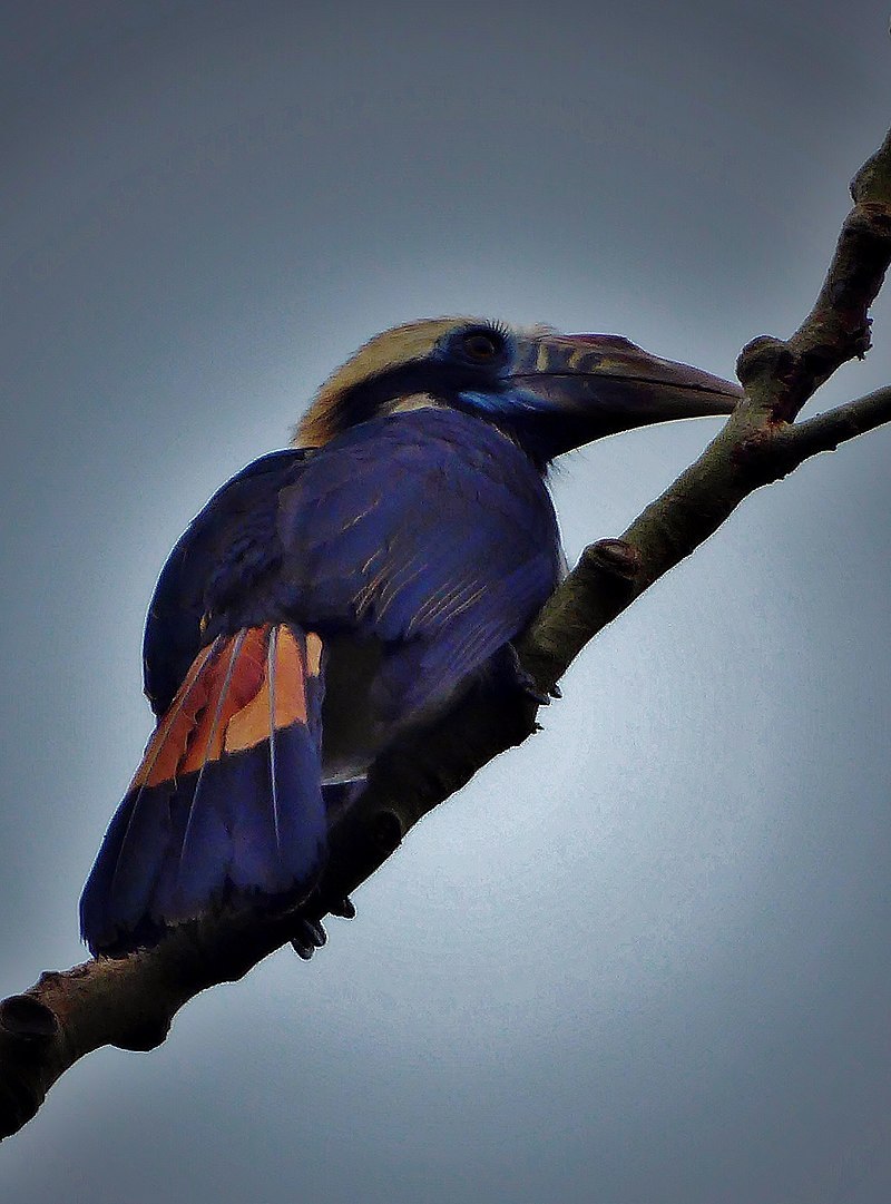 Penelopides mindorensis