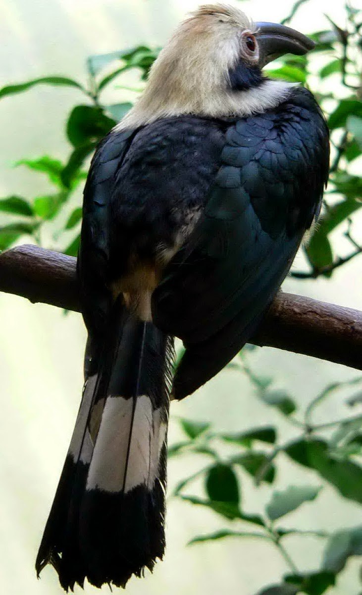 Penelopides affinis