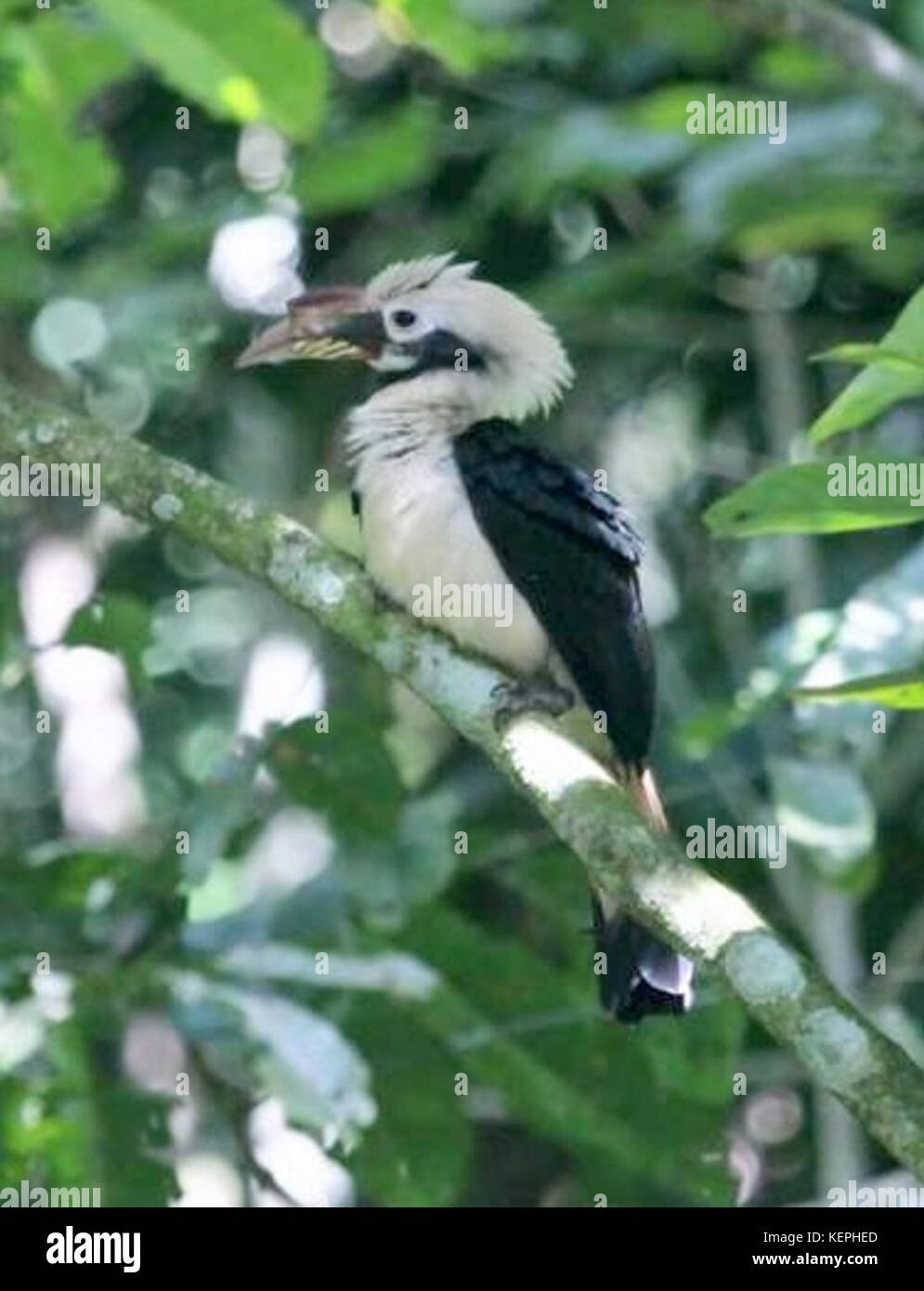 Penelopides samarensis