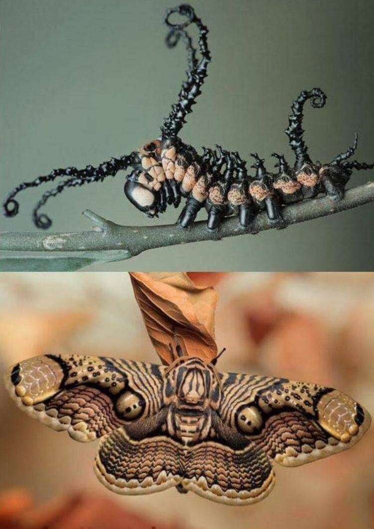 Гусеница бабочки Брамея Уоллиха