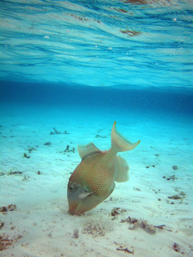Triggerfish Maldives