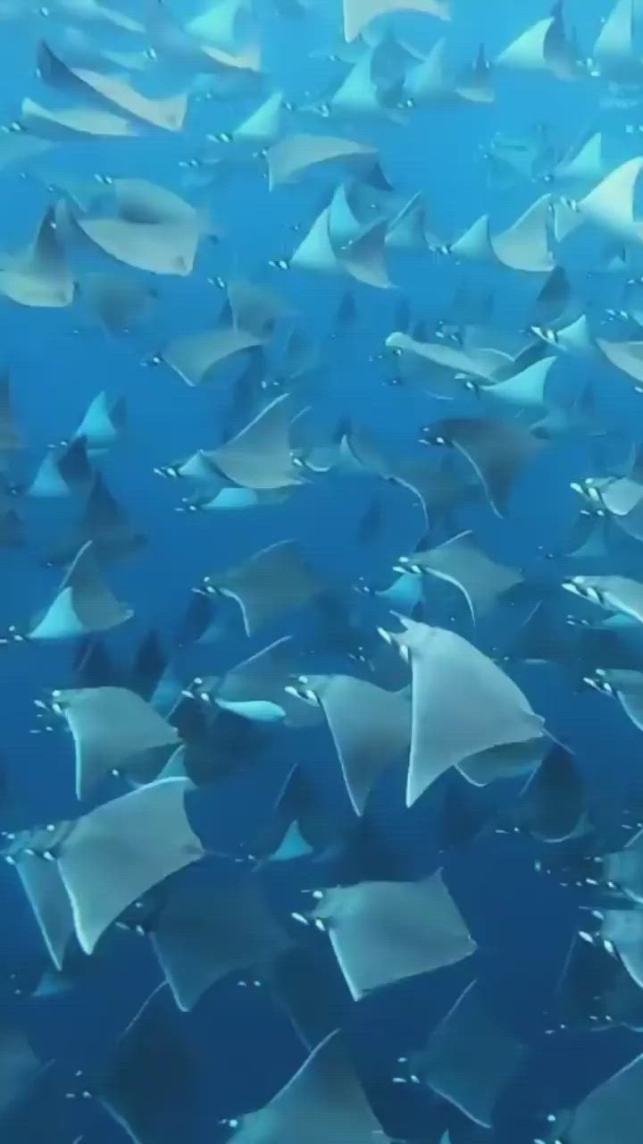 Топ 10 Mobula