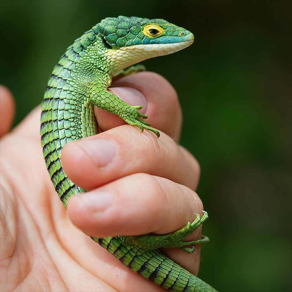 Древесная Аброния Abronia graminea