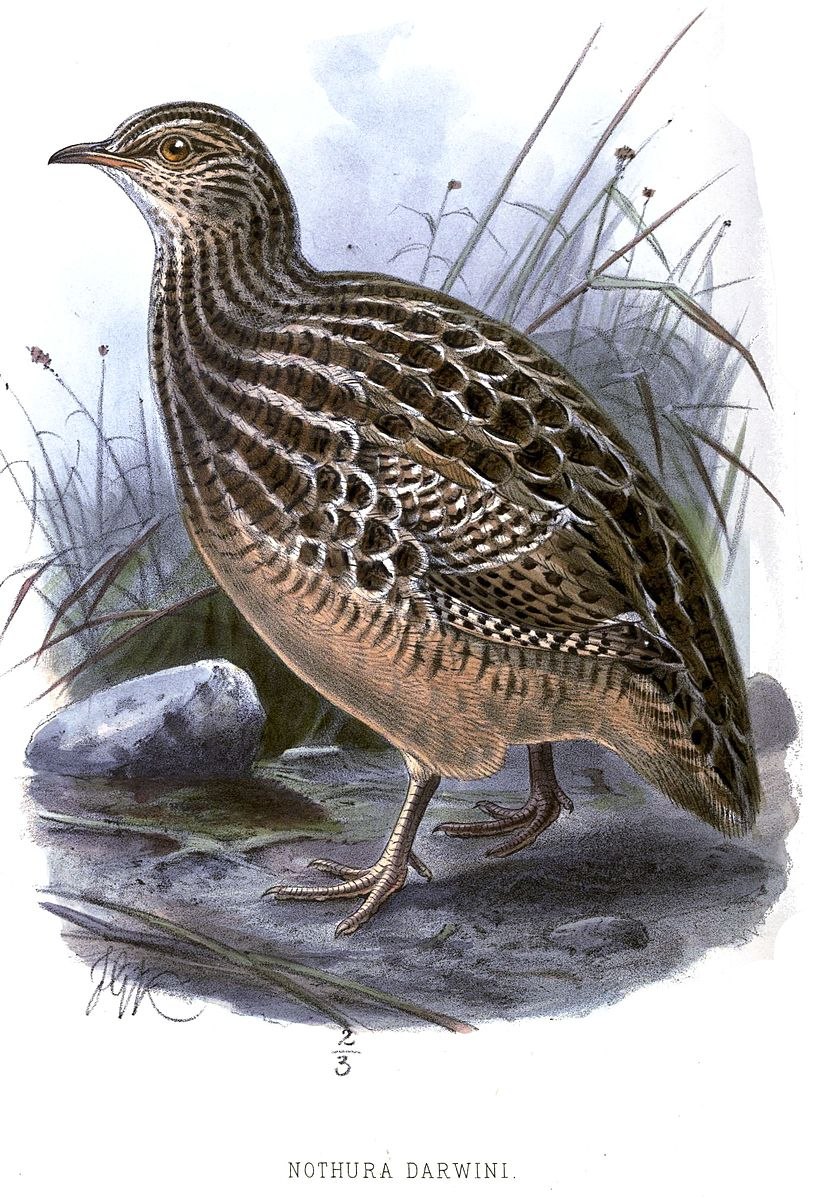 Nothura darwinii