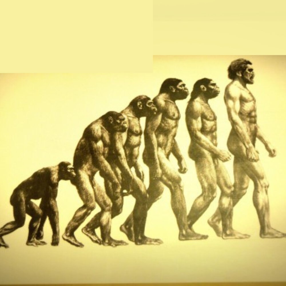 Human Evolution Эволюция человека